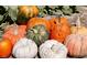 Display of colorful pumpkins at Gilcrease Orchard, showcasing an array of shapes, sizes, and textures at 7331 Abundant Harvest Ave, Las Vegas, NV 89131