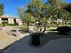 Well maintained common area, including a walkway, trees, shrubbery, and green space at 4720 Basilicata Ln # 101, North Las Vegas, NV 89084