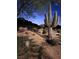 Desert landscape featuring a beautiful saguaro cactus against a twilight sky, showcasing native flora at 26425 Park St, Nelson, NV 89005