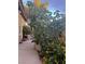 A view along the side of the home showing colorful, lush vegetation at 6587 Lucky Boy Dr, Las Vegas, NV 89110