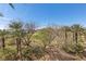 Landscaped backyard view with a clear blue sky and desert foliage at 75 Luce Del Sole # 3, Henderson, NV 89011