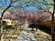 Tree lined walking path with pink flowering trees and stone walkways in a well maintained community at 9151 Mount Wilson St, Las Vegas, NV 89113