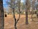 Backyard with mature trees, providing natural beauty at 4021 Jesse St, Pahrump, NV 89048