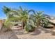 Beautiful landscaping highlights this backyard, featuring green bushes and palm trees at 3008 Hot Cider Ave, North Las Vegas, NV 89031