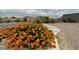 Backyard featuring a large orange flower bush and desert landscaping in a fenced yard at 4504 Eagle Nest Peak St, Las Vegas, NV 89129