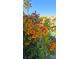 Close up of vibrant yellow and red flowers showing beautiful desert landscaping with mountains in the background at 5059 Pensier St, Las Vegas, NV 89135