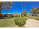 Wide backyard view displaying mature landscaping including a decorative bush and palm trees at 9725 La Cienega St, Las Vegas, NV 89183