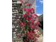 Close-up of bougainvillea climbing a stone wall, enhancing the curb appeal of this lovely home at 10438 Skye Arroyo Ave, Las Vegas, NV 89166