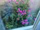 Lush greenery and vibrant bougainvillea seen through the window of this home create a serene atmosphere at 10438 Skye Arroyo Ave, Las Vegas, NV 89166