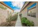 Long cement walkway with green bushes and a block wall separating the neighboring property at 3213 Oyster Bay St, Las Vegas, NV 89117