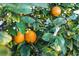 Close-up of a lush citrus tree filled with bright orange fruit and vibrant green leaves, evoking a fresh, natural ambiance at 6333 Orto Vaso Ave, Las Vegas, NV 89131