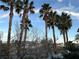 Backyard featuring tall palm trees against a bright blue sky at 4738 Laurel Canyon St, Las Vegas, NV 89129