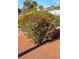 Exterior shot of colorful landscaping, including lush plants with vibrant red and yellow blooms at 4690 San Benito St, Las Vegas, NV 89121