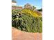 Exterior view of desert landscaping with green and flowering plants at 4690 San Benito St, Las Vegas, NV 89121