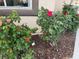 Landscaped front yard features flowering rose bushes with green leaves and vibrant blooms near the house at 845 Holly Lake Way, Henderson, NV 89002