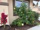 Landscaped front yard with rose bushes of many colors next to the house and front window at 845 Holly Lake Way, Henderson, NV 89002