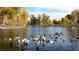 Scenic pond filled with ducks and geese, surrounded by autumn foliage and mature trees at 10800 Amber Ridge Dr # 103, Las Vegas, NV 89144