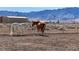 Horse property featuring mountain views and horses in a fenced in dirt paddock at 3341 S Big Sky Way, Pahrump, NV 89048