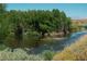 Community water feature with lush aquatic plants and trees at 996 Cetona Ct, Henderson, NV 89011