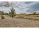 Dry landscaped backyard area with mature trees and a view of the community green space at 7567 Wingspread St, North Las Vegas, NV 89084