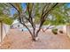 Large backyard with mature tree, desert landscaping, block wall and refreshing pool at 1516 Dusty Canyon St, Henderson, NV 89052