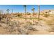 Desert landscape featuring palm trees, native foliage, and a green golf course in the background on a sunny day at 3163 Elk Clover St, Las Vegas, NV 89135