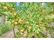 The side yard showcases a bountiful lemon tree, adding a touch of freshness and natural beauty to the property at 3221 Montecito Dr, Las Vegas, NV 89120