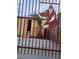 Backyard featuring a cute dog behind a gate with a wolf design, plus a young palm tree at 1255 Del Lilly Ln, Las Vegas, NV 89123