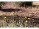 Closeup of yellow desert wildflowers in bloom at 14525 Heyer Way, Las Vegas, NV 89161