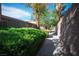 Community walkway lined with lush, green hedges and mature trees at 6412 Big Pine Way, Las Vegas, NV 89108