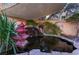 A backyard koi pond with a waterfall feature and a covered area for shade creates a serene space at 7608 Painted Dunes Dr, Las Vegas, NV 89149