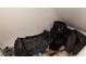 View of an attic featuring an assortment of black musical instrument bags at 7731 Ornamento Way, Las Vegas, NV 89179