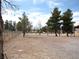 Expansive yard features mature trees, offering privacy and space at 1081 Pluto St, Pahrump, NV 89048