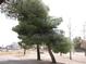 Beautiful view of a large property with many trees at 1081 Pluto St, Pahrump, NV 89048