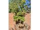A yard with an orange producing tree at 486 Stonegate Meadow Ave, Las Vegas, NV 89178