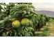 Close-up view of green apples on a tree in an orchard setting with mountain views at 3725 Moonshine Falls Ave, North Las Vegas, NV 89085