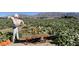 Scenic view of a pumpkin patch with a scarecrow, pumpkins on the ground, and mountains in the distance at 3725 Moonshine Falls Ave, North Las Vegas, NV 89085