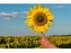 A bright yellow sunflower held up against a sunny sky over a field of sunflowers at 3725 Moonshine Falls Ave, North Las Vegas, NV 89085