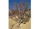 Close up of a flowering tree in the backyard featuring desert landscaping and a sunny sky at 4680 Suntree Ct, Pahrump, NV 89061