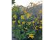 Vibrant yellow flowers adorn the bushes, adding a splash of color and charm to the landscape at 2279 Pacini Ct, Henderson, NV 89052