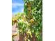 The backyard tree is packed with nearly ripe peaches at 11005 Edina Ct, Las Vegas, NV 89144