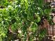 Abundant peaches grow in backyard at 11005 Edina Ct, Las Vegas, NV 89144