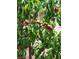 A healthy backyard fruit tree growing ripe red peaches at 11005 Edina Ct, Las Vegas, NV 89144