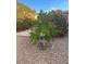 Landscaped backyard with gravel and flowering trees and plants at 9731 Addie Meadow Ct, Las Vegas, NV 89149