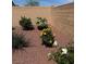 Backyard garden featuring colorful roses in a well-maintained, landscaped setting at 8944 Skye Canyon Ranch St, Las Vegas, NV 89166