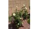 White roses bush growing in the rock backyard garden at 8944 Skye Canyon Ranch St, Las Vegas, NV 89166