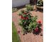A rose bush grows in the back yard surrounded by rock and grass at 8944 Skye Canyon Ranch St, Las Vegas, NV 89166