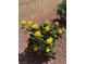 Bright yellow roses with greenery in a backyard rock garden at 8944 Skye Canyon Ranch St, Las Vegas, NV 89166