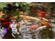Exquisite koi pond filled with colorful fish, creating a calming water feature that enhances the beauty of the home's landscape at 5050 Secret Rock St, Las Vegas, NV 89122