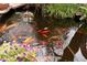 Scenic backyard pond featuring vibrant koi fish and lush vegetation at 5050 Secret Rock St, Las Vegas, NV 89122